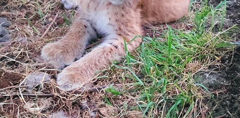 Nacimiento de un lince en el Zoo de Oviedo