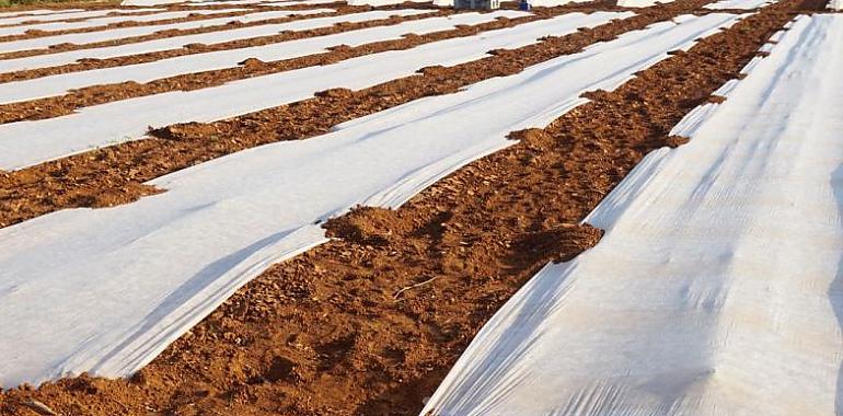 El Ayuntamiento de Gijón empieza hoy la recogida de plásticos agrarios