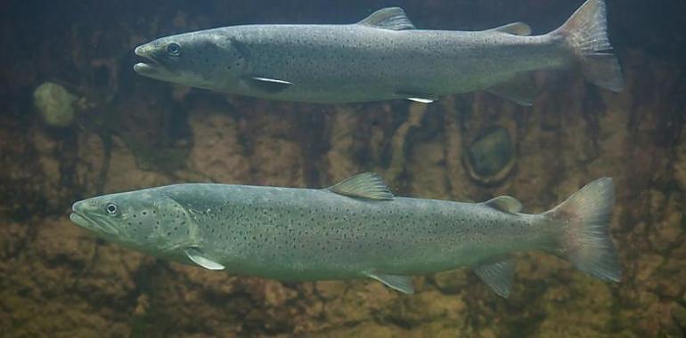 Se establece por primera vez en el Nalón-Narcea un cupo para la pesca del salmón atlántico