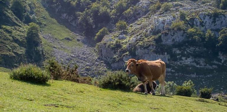 El Principado abona a ganaderos y agricultores 74,5 millones correspondientes a los pagos de la PAC de 2022