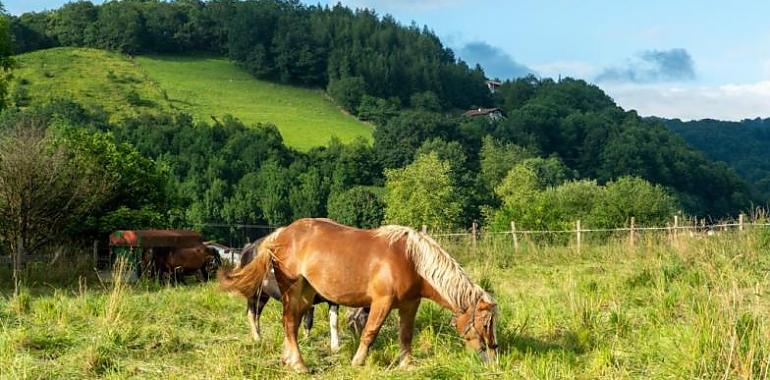 Iniciado el trámite de información pública del borrador del Plan Estratégico de Calidad del Aire del Principado de Asturias