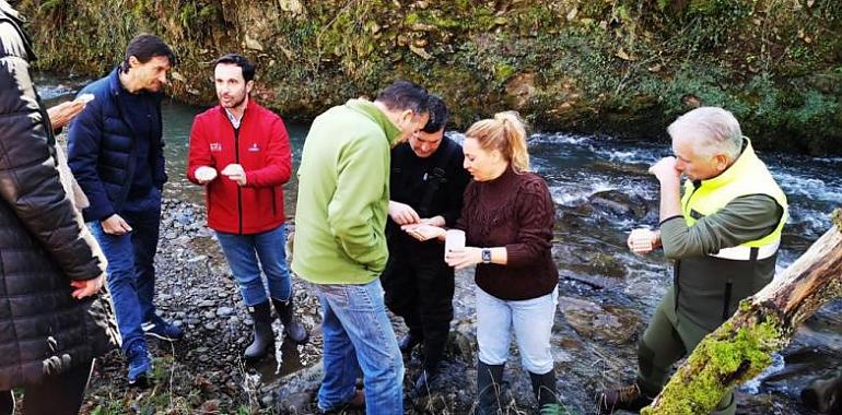 Confianza en que va a dar buen resultado la acción de repoblación con 15.000 huevas de trucha en el río Pajares