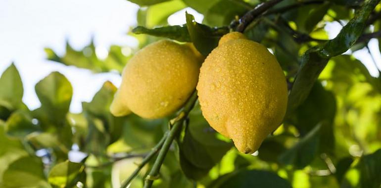 ¿Sabes qué fruta necesita menos agua a lo largo de su proceso de producción?