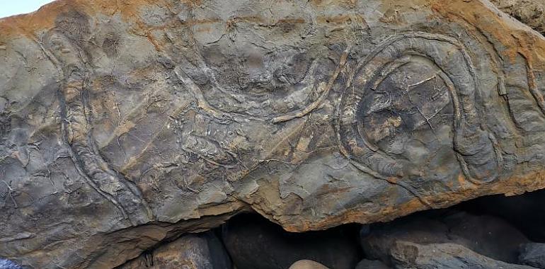 El equipo científico del MUJA recupera restos de invertebrados jurásicos en los acantilados de la playa de España en Villaviciosa