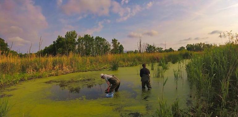 La Universidad de Oviedo lidera el estudio de las bacterias de Chernóbil