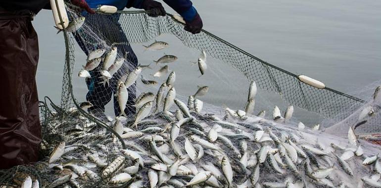 4 millones para el sector de la acuicultura, la comercialización y la transformación de los productos de la pesca