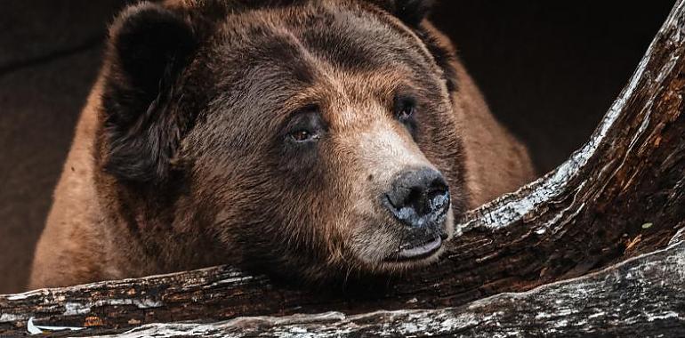 Impactante: oso atropellado en la autopista del Huerna