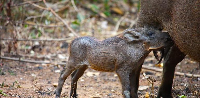 Jornada sobre los riesgos sanitarios de las enfermedades que afectan a los jabalíes 