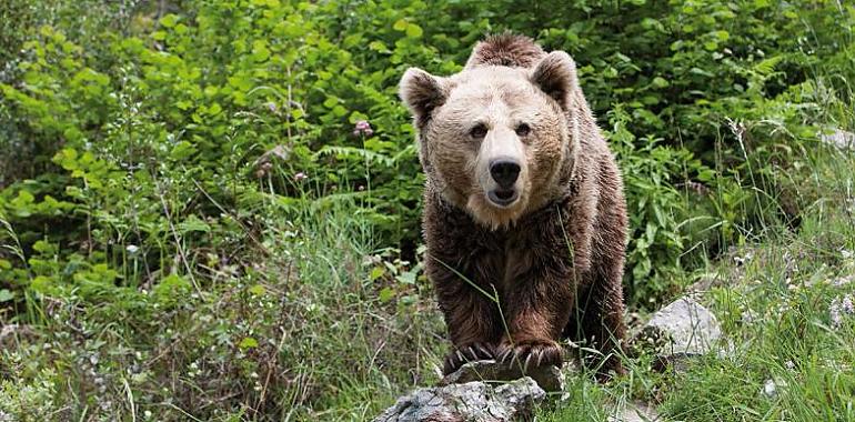 La Fundación Oso de Asturias supera los 4.900 participantes en su programa de educación ambiental