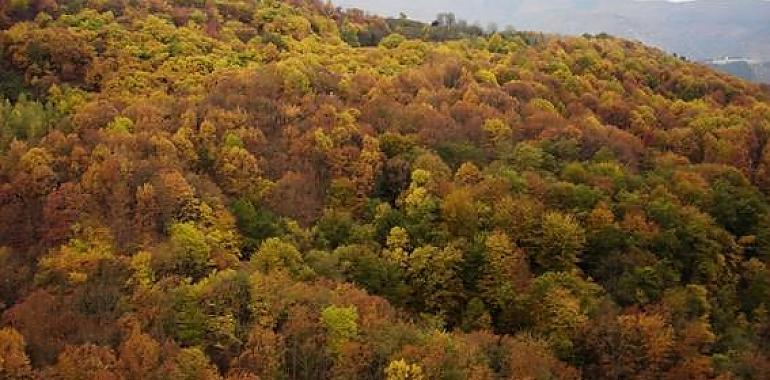 1,4 millones para la recuperación de ecosistemas forestales en Allande, Cangas del Narcea, Ibias y Valdés