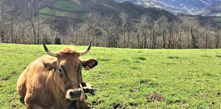 Confirmados cuatro casos de la enfermedad hemorrágica epizoótica en ganado vacuno en Asturias