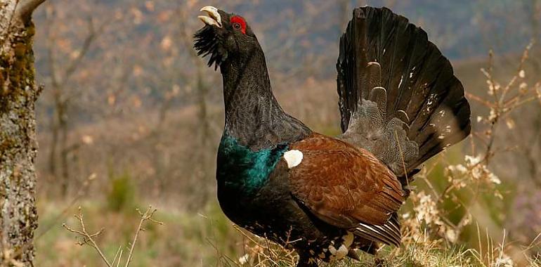 Medio Rural mejorará las instalaciones del Centro de Cría del Urogallo Cantábrico de Sobrescobio