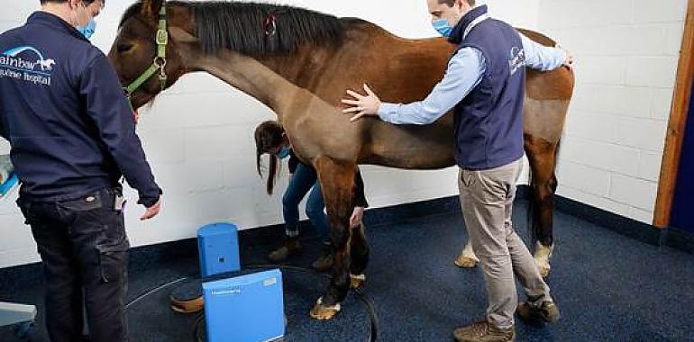 Revolucionario dispositivo TAC para caballos que mejora el diagnóstico y previene lesiones