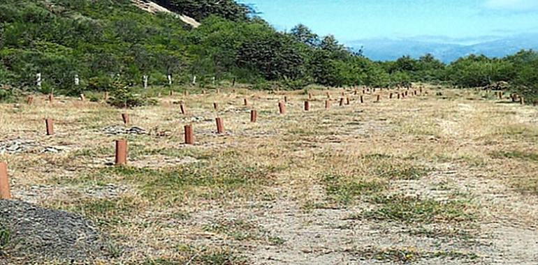 97,000 euros para la mejora de tres rutas de montaña y la plantación de abedules en 6,000 metros cuadrados en Quirós