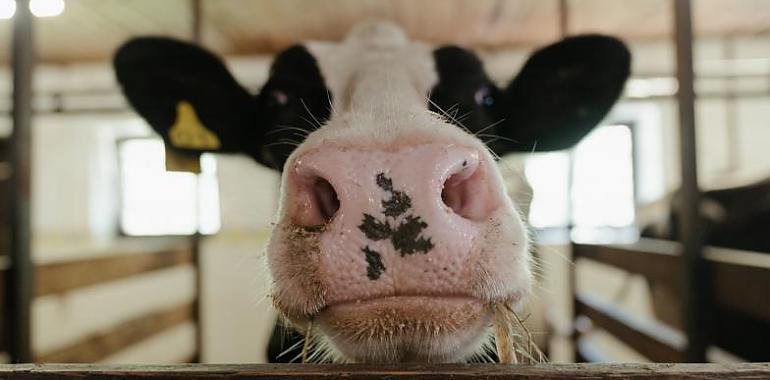 Se ultima una instrucción ambiental para autorizar las estabulaciones de ganado bovino