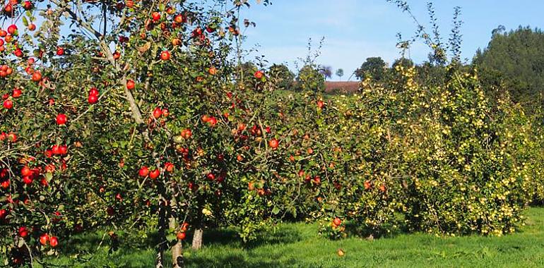 522.000 euros par proyectos de regeneración de espacios públicos con el cultivo de frutales autóctonos