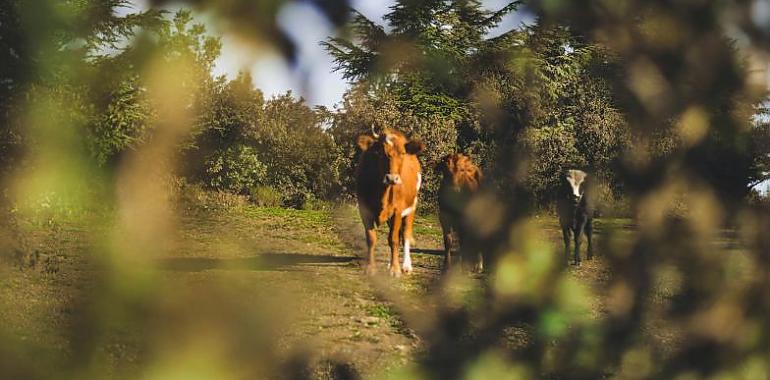 El campo asturiano se abre a nuevos talentos: ¡Ayudas de hasta 100.000€ para jóvenes y mayores de 40 años!