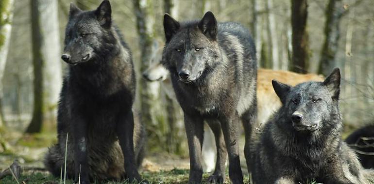 Aumenta la población de lobos en Asturias: Ya son 43 manadas