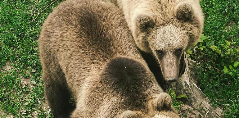 Osos en Asturias: hacia la coexistencia pacífica