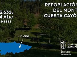 Renace el bosque en Piloña: Medio Rural invertirá 53.631 euros en la repoblación de Cuesta Cayón
