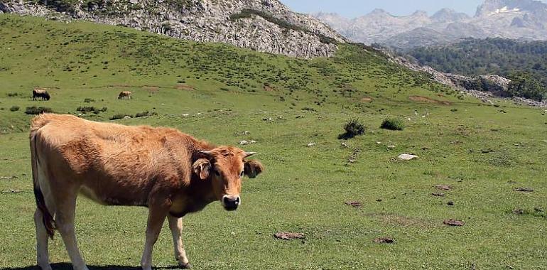 170.000 euros para las agrupaciones de defensa sanitaria ganadera