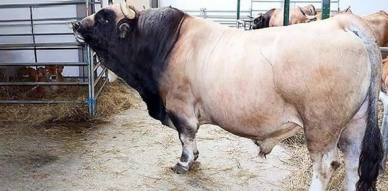 Los Grandes Campeones de la Raza Asturiana de la Montaña en el XXXV Concurso Subasta de Cangas de Onís