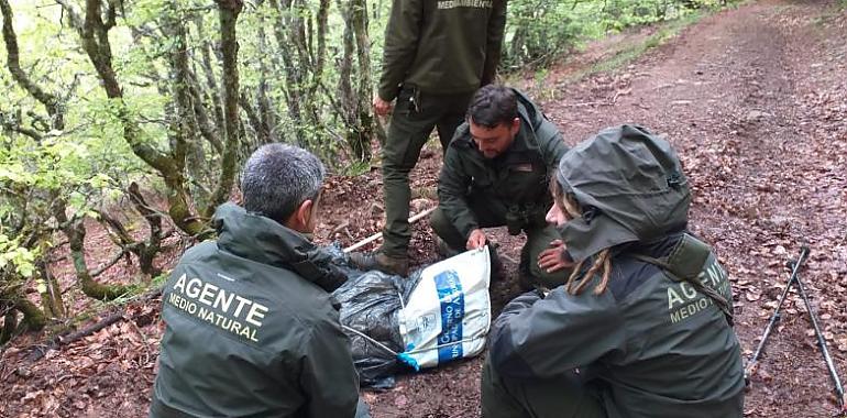 Encuentran muerta a una osa en Somiedo tras una lucha para proteger a sus crías