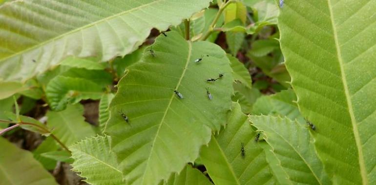 Refuerzo de la lucha biológica contra la Avispilla del Castaño con un aumento del 36% en la suelta del parasitoide Torymus sinensis