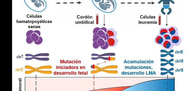 Descubrimiento revolucionario: La leucemia infantil puede originarse durante el desarrollo fetal