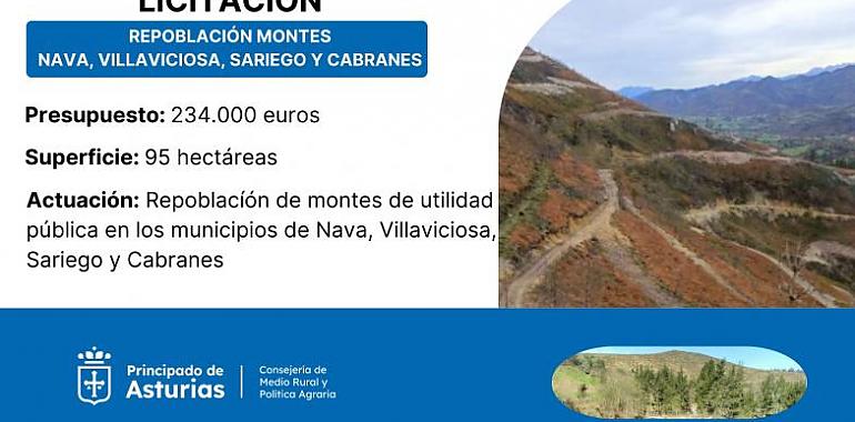 Medio Rural invierte 234.000 euros en la repoblación de montes en Nava, Villaviciosa, Sariego y Cabranes