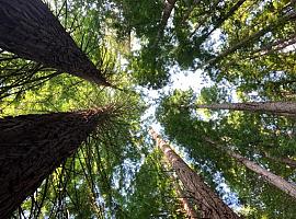 La Bioeconomía Forestal: Clave para la gestión sostenible del territorio
