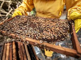 Curso de apicultura sostenible en Ibias: Producción y comercialización de miel y productos apícolas