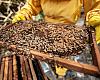 Curso de apicultura sostenible en Ibias: Producción y comercialización de miel y productos apícolas