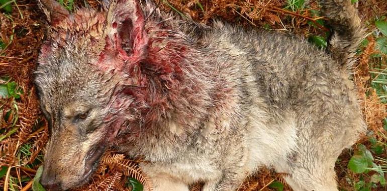 La fiscalía actúa: Denuncia por envenenamiento de fauna en Asturias