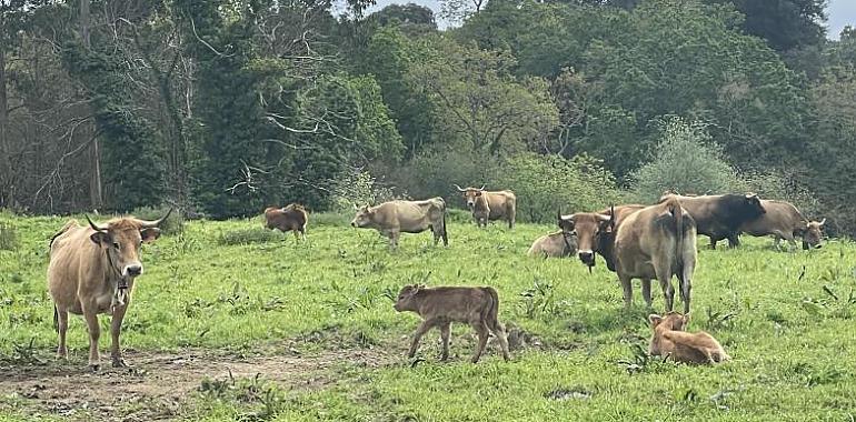 El Gobierno de Asturias abona 8 millones de euros en ayudas de la PAC 2023 a agricultores y ganaderos