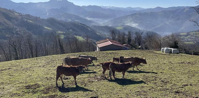 88 millones en ayudas de la campaña 2023 de la PAC en Asturias