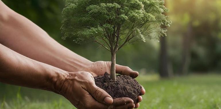 Nuevas plantaciones de árboles en Asturias para combatir el CO2 y promover la sostenibilidad