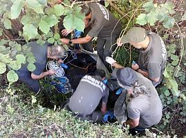 Impactante rescate en Somiedo: Un oso pardo herido es salvado tras ser encontrado incapaz de mover sus patas traseras