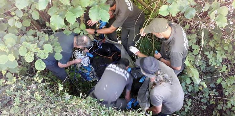 Asturias despide al oso parapléjico de Somiedo tras una decisión difícil pero compasiva