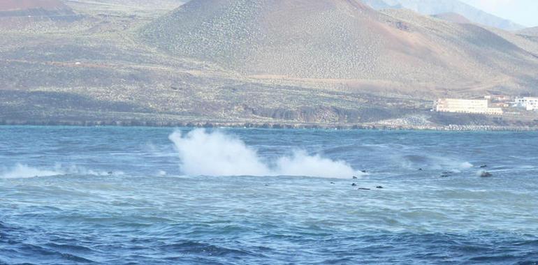 Reaparecen piroclastos humeantes en aguas de La Restinga