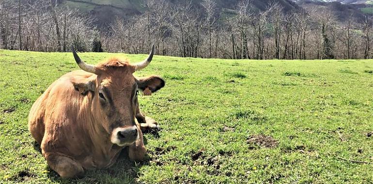 Confirmados dos casos de Enfermedad Hemorrágica Epizoótica en vacas