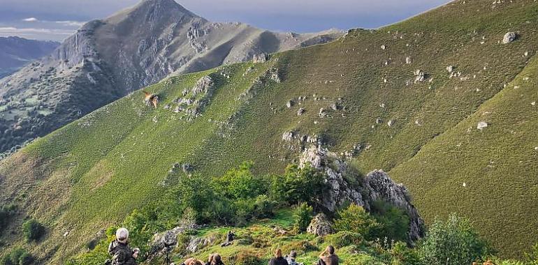 Comienza el espectáculo de la berrea en Aller: una experiencia natural única