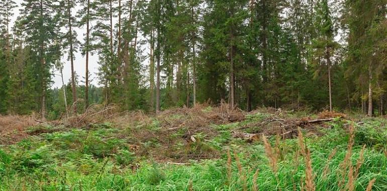 El Gobierno del Principado refuerza la protección contra incendios en zonas rurales y urbanas con una nueva normativa sobre quemas controladas