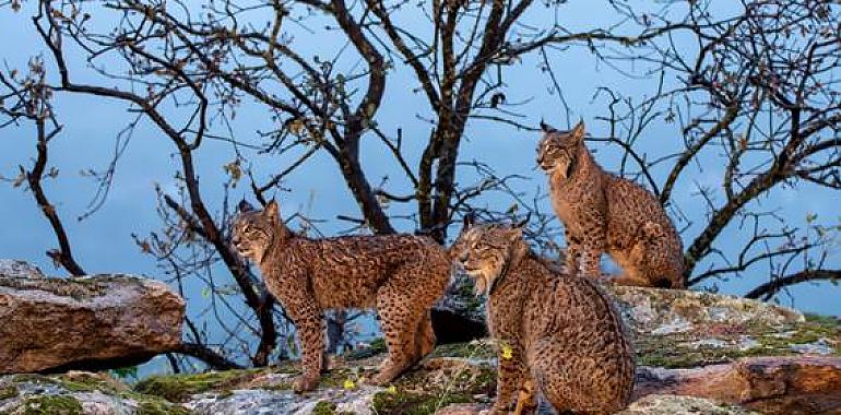 Revolución tecnológica: Inteligencia artificial para detectar fauna en zonas aisladas, el futuro de la conservación animal