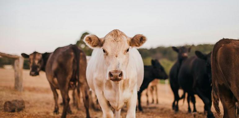 Asturias lidera la protección animal: financiará vacunas voluntarias y lanza una gran apuesta por los alimentos de calidad en Agropec