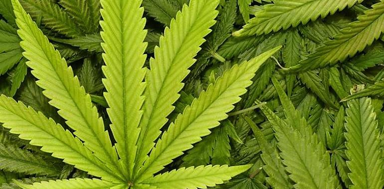 ¿Sobredosis de marihuana? No, gracias: tu cerebro no está programado para ello