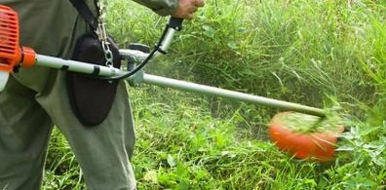 Limpieza y mantenimiento de caminos rurales: arranca la campaña de desbroce de otoño en Avilés