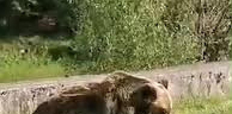 El miedo se instala en Serandi: un oso hambriento aterroriza a esta pequeña localidad