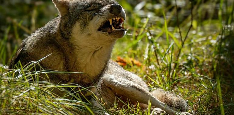 El lobo en el ojo del huracán: Asturias paga 4,3 millones por daños de fauna salvaje