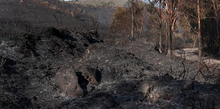 Greenpeace advierte: Aunque los incendios en España disminuyen, no es momento de bajar la guardia